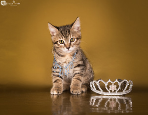 Kurilian bobtail (1 foto no 3)