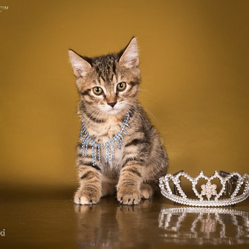 Kurilian bobtail