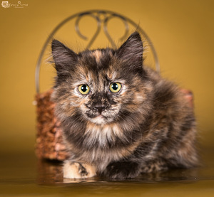 Kurilian bobtail (2 foto no 3)