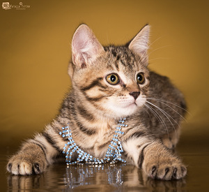 Kurilian bobtail (3 foto no 3)