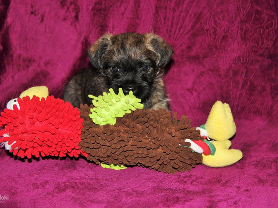 Cairn terrier puppies