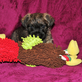 Cairn terrier puppies