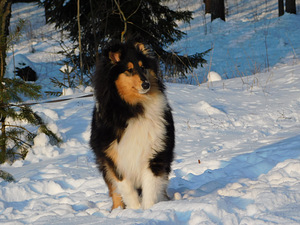 Garspalvainais kollijs (3 foto no 3)