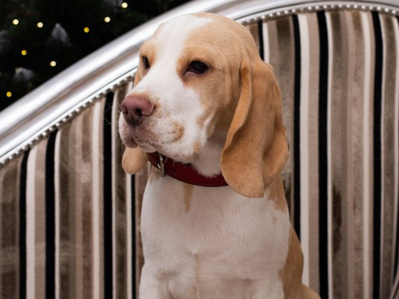 Beagle puppy