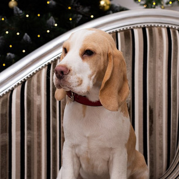 Beagle puppy