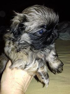 Pekiniešu kucēns (1 foto no 3)