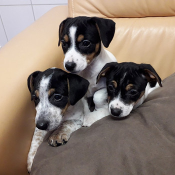 Jack russel terrier