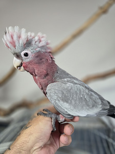 Roosa kakaduu (1 foto / 8)
