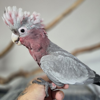 Roosa kakaduu