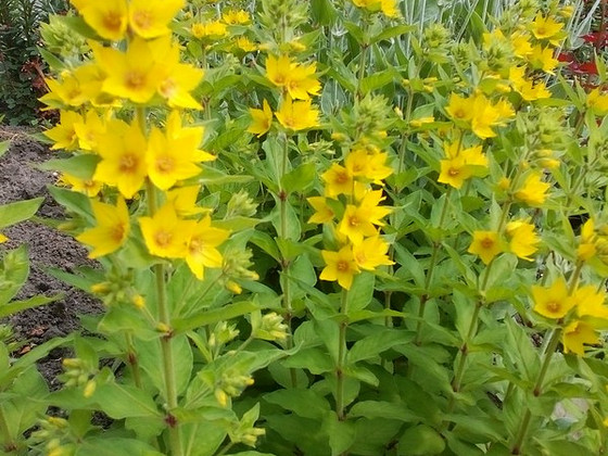 Лізімахія