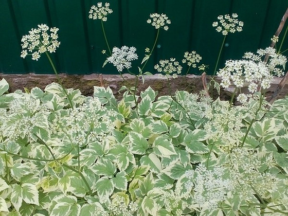 Сныть пестролистная