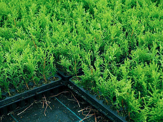 Thuja Smaragd, Brabant - Elupuu