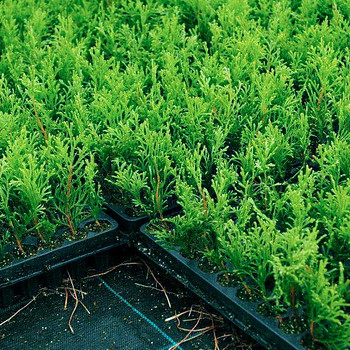 Thuja Smaragd, Brabant - Elupuu