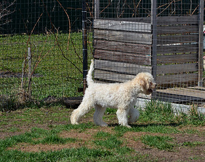 Lagotto Romagnolo (1 foto no 3)