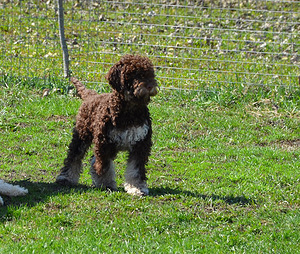 Lagotto Romagnolo (2 foto no 3)