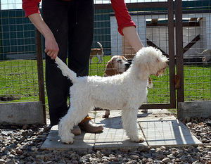 Lagotto Romagnolo (3 foto no 3)