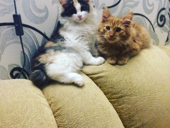 Kurilian bobtail