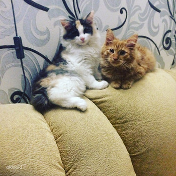 Kurilian bobtail