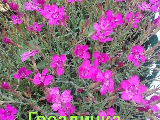 Гвоздичка низкорослая