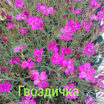 Гвоздичка низкорослая