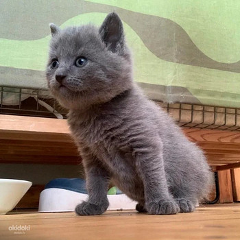Котята Sartrez Chartreux