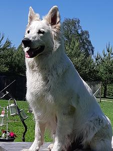 Baltie šveices aitu suņi (4 foto no 8)