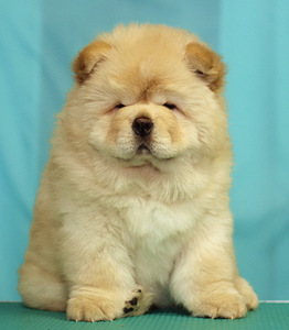 Chow chow šuniuko šviesios kreminės spalvos (1 nuotrauka iš 3)