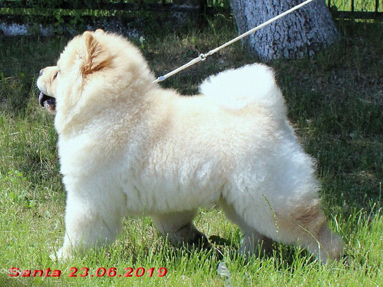Chow chow šuniuko šviesios kreminės spalvos