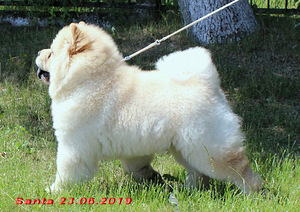Chow chow šuniuko šviesios kreminės spalvos (3 nuotrauka iš 3)