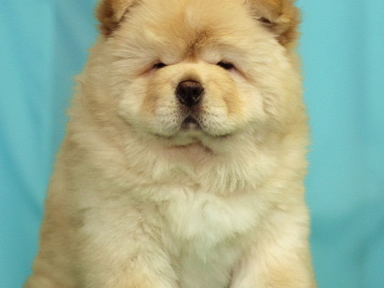 Helle Sahnefarbe des Chow-Chow-Welpen