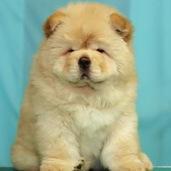 Helle Sahnefarbe des Chow-Chow-Welpen
