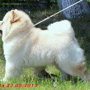 Chow chow puppy light cream color