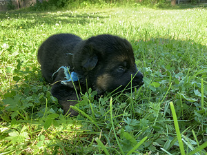 Vacu aitu suni (2 foto no 3)