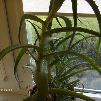 Aaloe taimed üle 3,5 a .vanused .