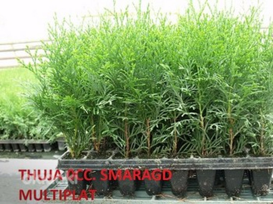 Thuja smaragd kaubaaluse