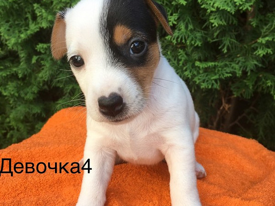 Собаки