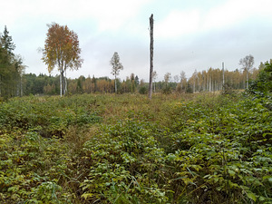 Kinnistu Harjumaal, Anija vallas, Raudoja külas (3 foto / 5)
