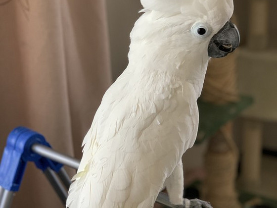Kakadu Alba