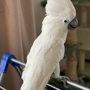 Kakadu Alba