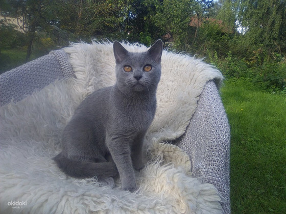 Chartreux