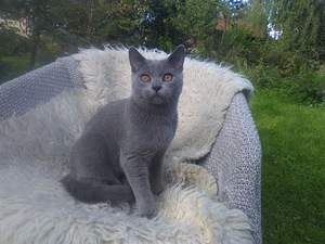 Chartreux (1 valokuva sivusta 3)