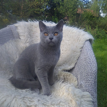 Chartreux