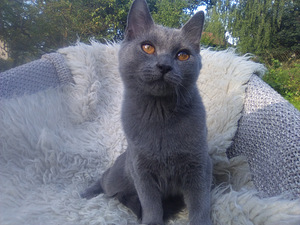 Chartreux (2 valokuva sivusta 3)