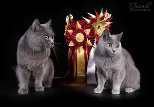 Chartreux (3 valokuva sivusta 3)
