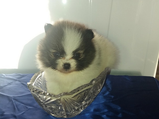 Щенки