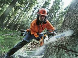Puude langetamine ja äravedu, arboristi teenused, hooldamine (1 foto / 3)
