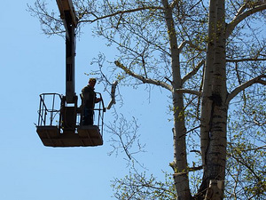Puude langetamine ja äravedu, arboristi teenused, hooldamine (2 foto / 3)