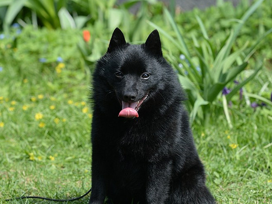 Schipperke