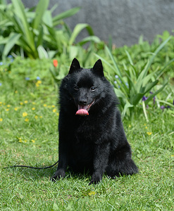 Schipperke (1 valokuva sivusta 3)