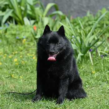 Schipperke